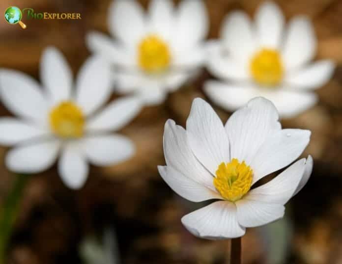 Blood Root Flower | Sanguinaria canadensis | Bloodwort | BioExplorer.net