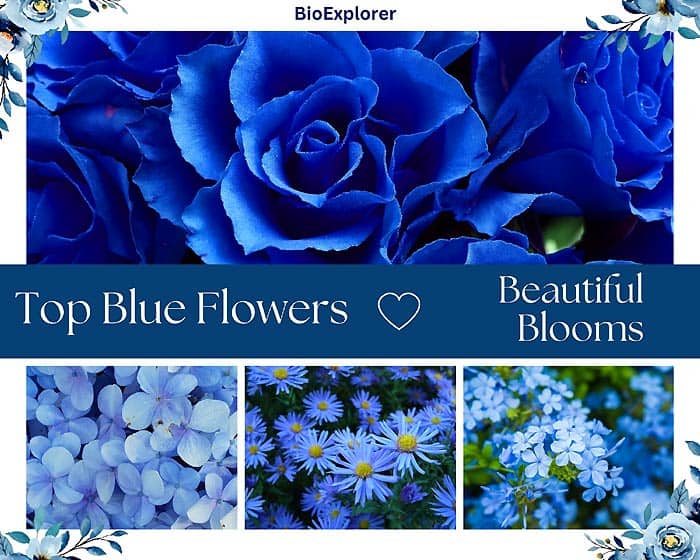 43 Blue Flowers Unveiled: Why These Beauties Have Captured Everyone’s Attention?