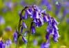 Bluebell Flower