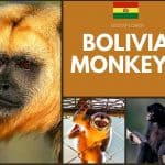 Bolivia Monkeys