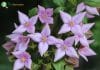 Boronia