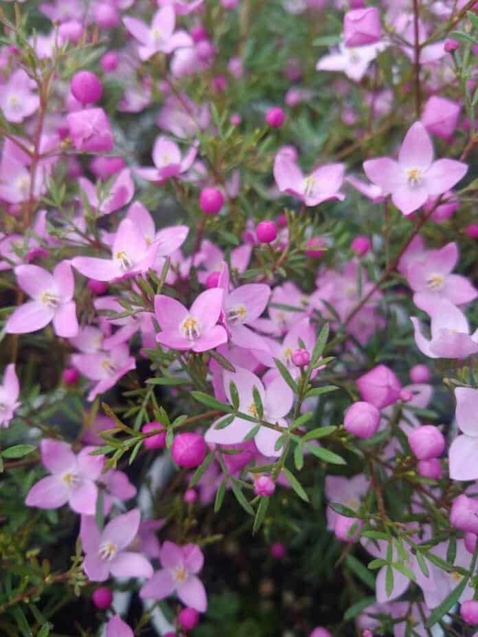 Brown Boronia Flower | Boronia megastigma | BioExplorer.net