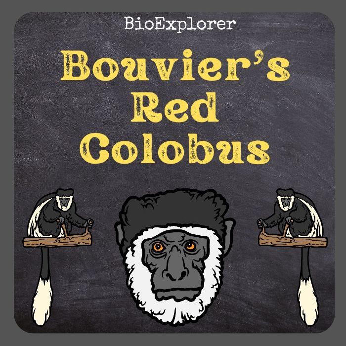 Bouvier’s Red Colobus