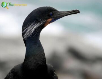 Brandt’s Cormorant