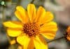 Brittlebush