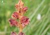 Broomrape