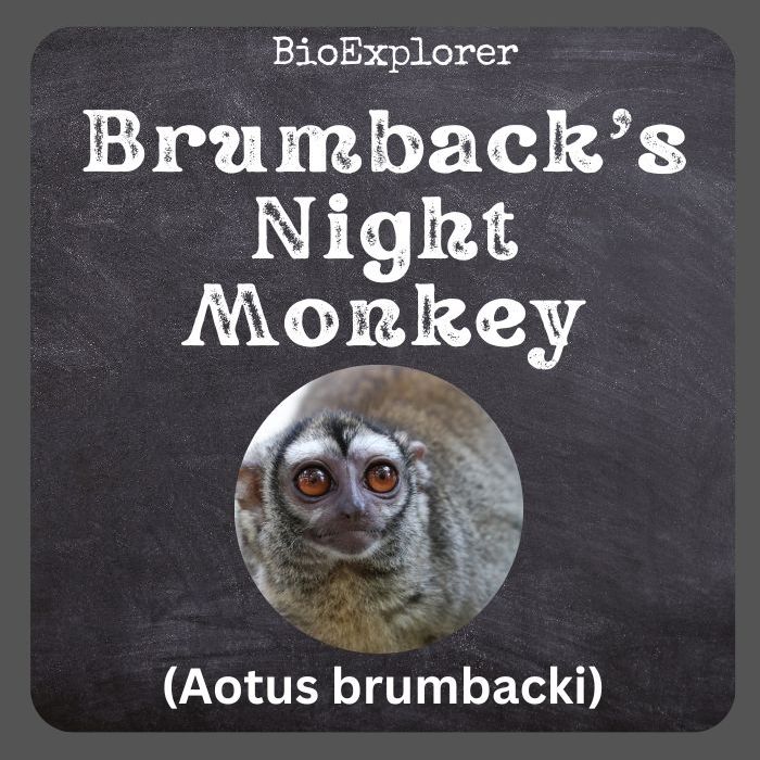 Brumback’s Night Monkey