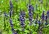 Bugleweed