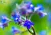Bugloss