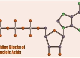 Nucleotides: Building Blocks of Nucleic Acids