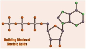 Nucleotides: Building Blocks of Nucleic Acids