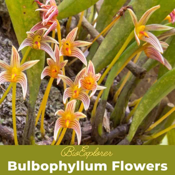 Bulbophyllum