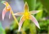 Bulbophyllum