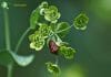 Bupleurum