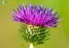 Burdock