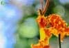 Butterfly Orchid