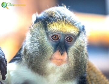 Campbell’s Mona Monkey
