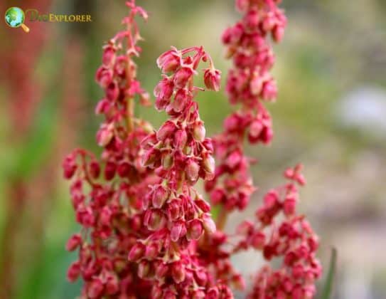 canaigre-dock-flower-rumex-hymenosepalus-desert-flower