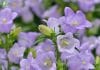 Canterbury Bells