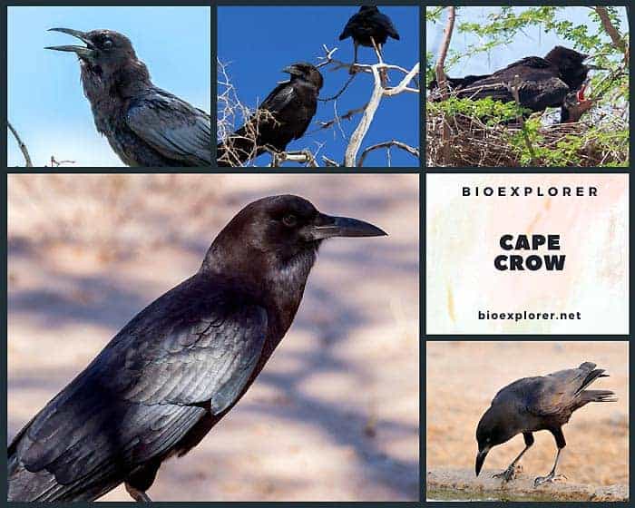 Cape Crow