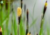 Carex