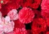 Carnation