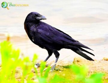 Carrion Crow