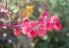 Castor Bean