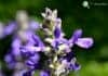 Catmint