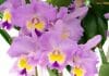 Cattleya