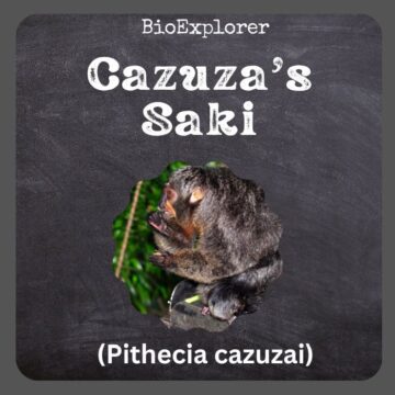 Cazuza’s Saki