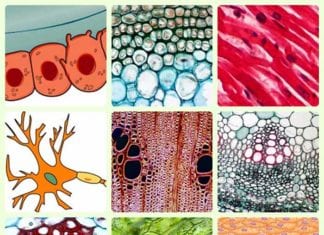 Cell Specialization: Mechanisms, Examples, & Significance