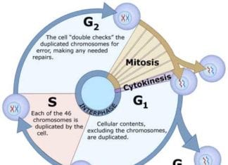 Cell Cycle