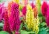 Celosia