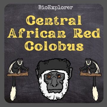 Foa’s Red Colobus