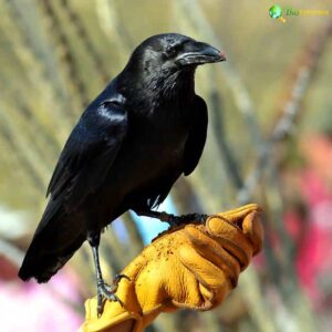 Chihuahuan Raven
