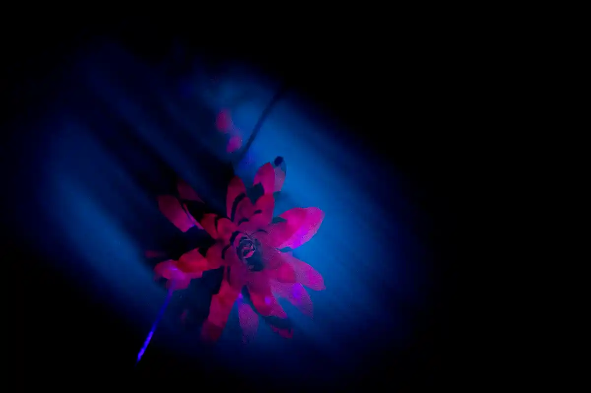 Elodea canadensis aquatic plant glowing purple from chlorophyll fluorescence while illuminated underwater with 405 nm violet light, illustrating a plant photobiology fluorescence response.
