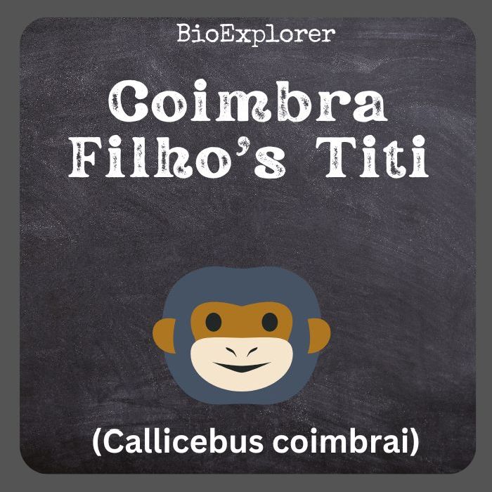 Coimbra Filho’s Titi