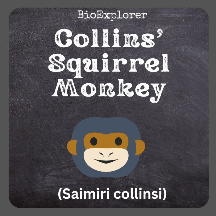 Collins’ Squirrel Monkey