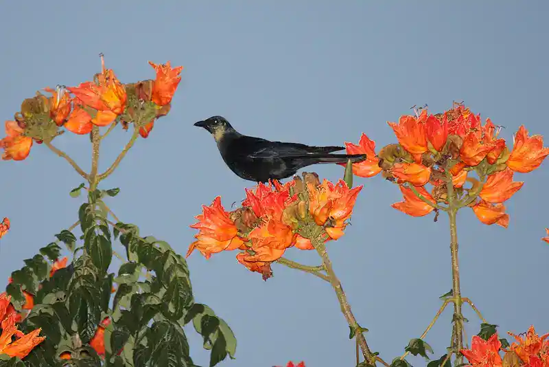 Sinaloa Crow sitting on orange-flower tree.
