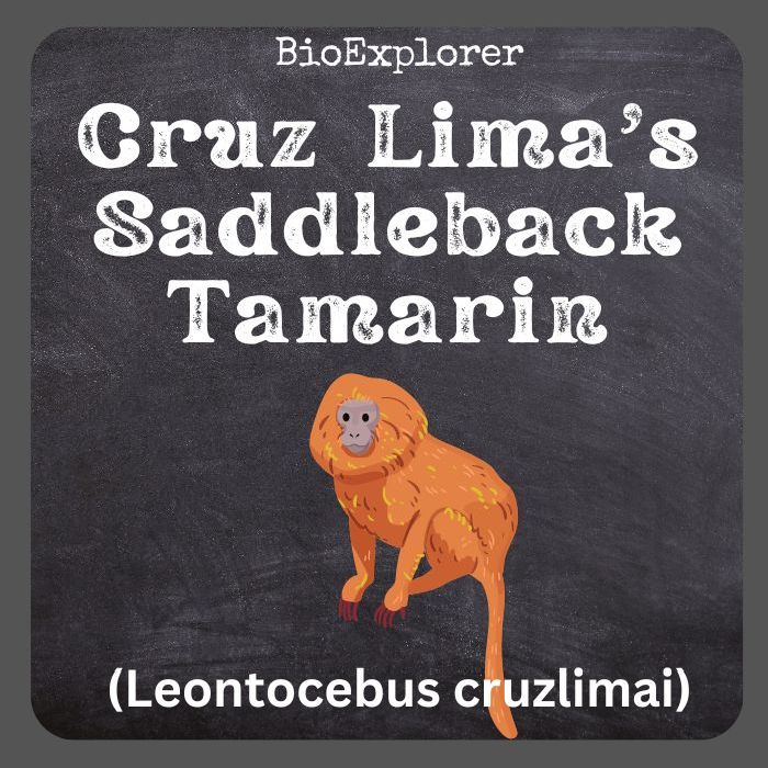 Cruz Lima’s Saddleback Tamarin