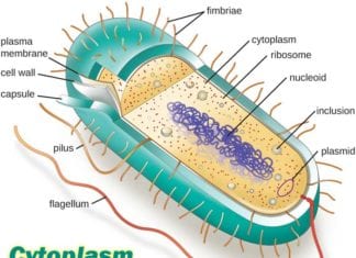 Explore Cytoplasm Functions, Types, Processes & Features