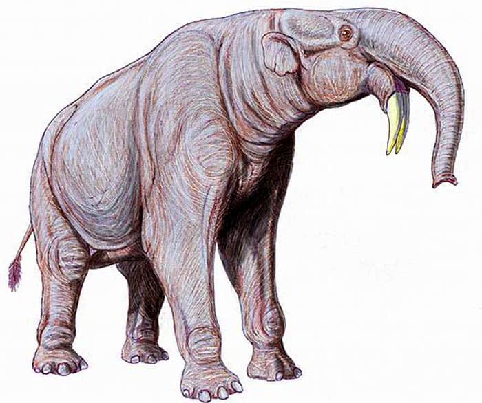 Deinotherium Deinotherium