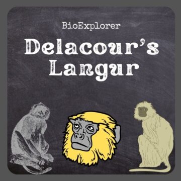 Delacour’s Langur