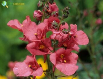 Diascia Flower | Twinspur | South Africa Mountain Flower Pictures