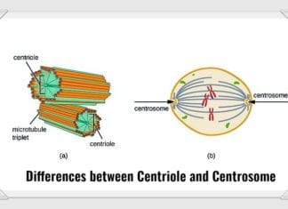 Top 8 Differences Between Centrosome and Centriole
