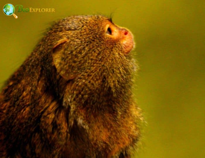 Eastern Pygmy Marmoset Eastern Pygmy Marmoset