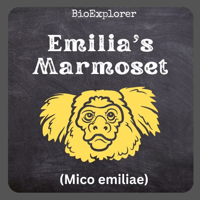 Emilia’s Marmoset