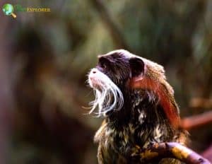 Emperor Tamarin Characteristics Saguinus Imperator Facts 