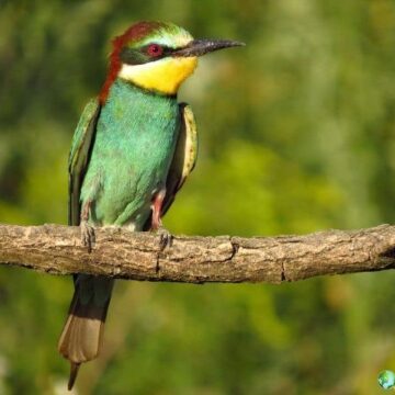 European bee-eater perched with green, yellow, and chestnut colors